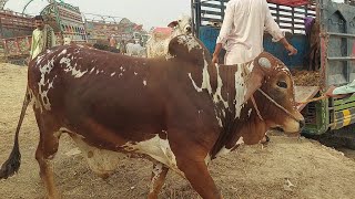 You tube pr Ayse Bail phir Kbhi Nahe Milin Gy/ Bigest Bull Unloading