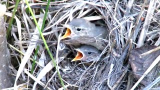 Птенцы в гнезде, Пеночка-теньковка, Chiffchaff