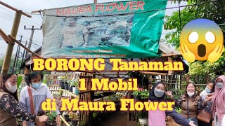 Beli Bunga 1 Mobil Dapat Bonus 1 kardus di Maura Flower