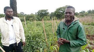 la culture de tomate au Cameroun : évolution de notre parcelle expérimentale