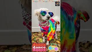 Dance Like Your Favorite Animal | Dance Song for Kids #kidsshorts #kindergarten #dancesong