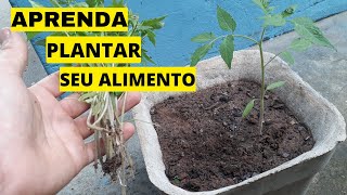 Como Plantar Tomate video 2