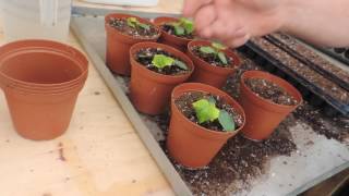 SPRING PLANNING AND PLANTING , RAISED BEDS  & HYDROPONIC LETTUCE HOUSE