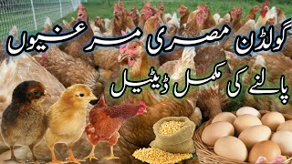 golden, misri, hen farming in pak گولڈن مصری دیسی مرغیوں گھر میں کیسے پالی جاتی ہیں مکمل فارمیشن