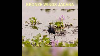 BRONZE WINGS JACANA | BIRDS OF GUJARAT | PHOTOGRAPHY WITH VALMIK