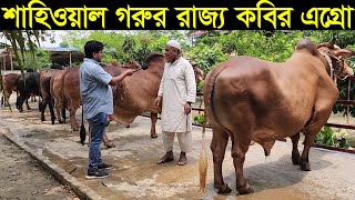 2024 ঈদ ধামাকা। কবির এগ্রো এ যেন শাহিওয়াল গরুর রাজ্য। কমদামে কুরবানীর গরু কিনুন Kabir agro