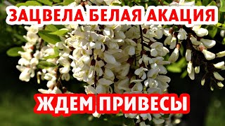 ЗАЦВЕЛА БЕЛАЯ АКАЦИЯ СЕВЕР КРАСНОДАРСКОГО КРАЯ!!!