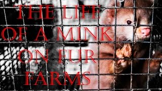 The Life of a Mink on Fur Farms (Not Graphic)