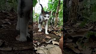 Wow apa ini kucing parodi #kucing #catlover #kucinglucu