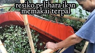 resiko pelihara ikan memakai terpal