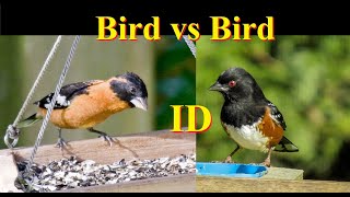 Identify Birds: Black-headed Grosbeak vs Spotted Towhee:  Side-by-side