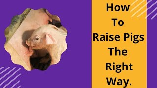 How to Raise Pigs The Right Way.