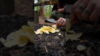 Huge campfire made from chips #bushcraft