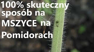 Jak walczyć z Mszycą na Pomidorach.