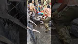 अबब केवढे मोठे हे मासे 🤨l Sassoon Docks Fish Market #viral #fishmarket