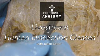 Livestream Human Dissection Classes and amazed reactions