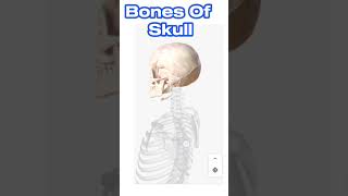 Bones Of Skull