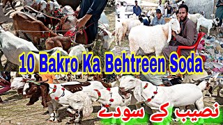 10 Bakro Ka Behtreen Soda ll Lalukhet Bakra Mandi ll نصیب کے سودے