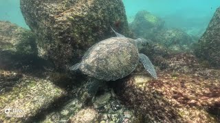 Snorkeling with a Green Sea Turtle (Chelonia mydas)