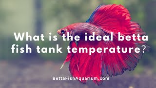 What is the ideal betta fish tank temperature？