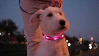 Ultra LED Dog Harness - Super Bright LED Dog Harnesses Offering Maximum Night Time Safety