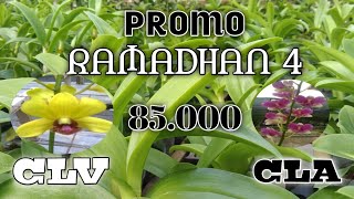 PROMO RAMADHAN 4, ID CLV (VERUS YELLOW CLOVIS) DAN CLA (TRANSIENT WHITE CLEOSA) MURAH, HANYA 85.000