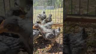 Week 4 of Raising Chickens #homesteading #babychickens