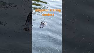 alligator staring and making noise #nature #alligator #swap  #dangerous #lake #tree #park #green