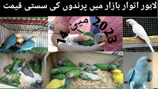 Lahore exotic birds market|latest price update|@khanbirdsinformition#