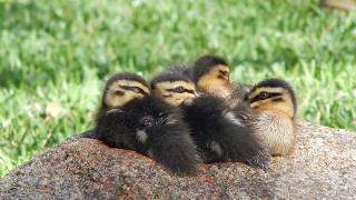 We have ducklings 2