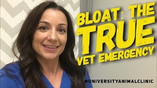 Bloat: The true veterinary emergency!  Fun Fact Friday  #1