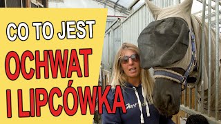 Lipcówka i ochwat - co to jest