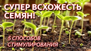 5 супер способов подготовки семян. Как добиться 100% всхожести семян. Стимулируем всхожесть семян.