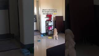 Playtime with Toby! 🤪 #funnydogvideos #dogshorts #dogmemes #petsvlog #petslovers #furbabies