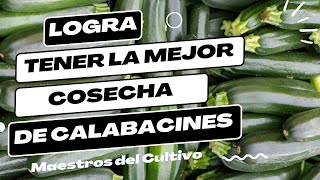 Calabacines: Los Mejores Consejos para Sembrarlos con Éxito