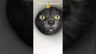 🐱 #весна #кот #смешныекоты #shortvideo