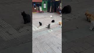 #cats in #miraflores #lima #peru #content #wellcaredfor #eating #well #良かった　#ビックリ