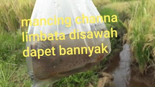 Mancing channa limbata disawah