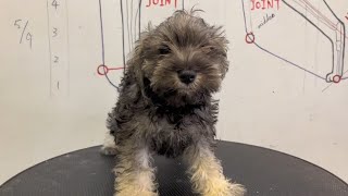 Mini Schnauzer Puppy Hairstyle | Puppy Grooming | Dog Grooming