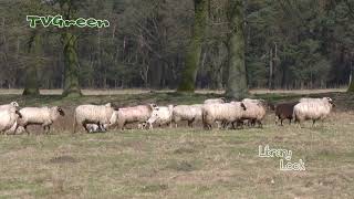 FaunaView: Galloways and Little Lambs in Nature Area