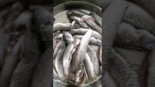 Rainy season fish catched calmure fish only in mansoon season#riverfishing#freshwaterfish #food#home