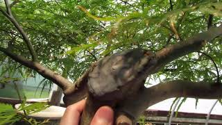 74 Year Old Weeping Japanese Maple Specimen Bonsai Tree