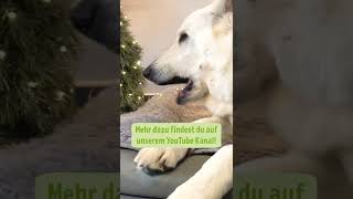 Hundeplätzchen selbst backen | Christmas | DIY | zooplus