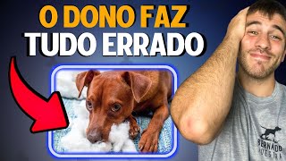 5 Cuidados Mais Importantes Para Ter Um Cachorro Educado E Obediente Em Casa