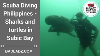 Scuba Diving Philippines - Sharks and Turtles in Subic Bay