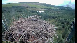 Llyn Clywedog: 1 Osprey Nest☀️03/09/24