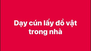 Dạy cún lấy đồ vật trong nhà