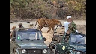 Male lion cesar and male tiger bamera.....