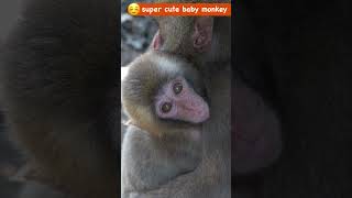 Cute lip smacking ‼️ Japanese macaque baby monkey #ニホンザル #snowmonkey