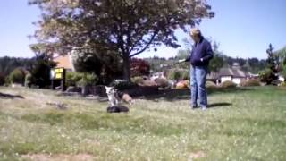 Dog scared by parrot at drone 2.0